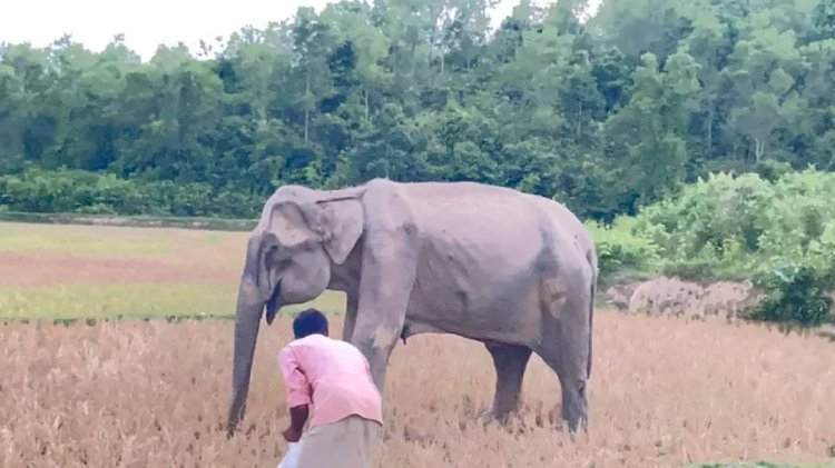নাইক্ষ্যংছড়িতে অসুস্থ মা হাতি, পাশে ঘুরছে শাবক