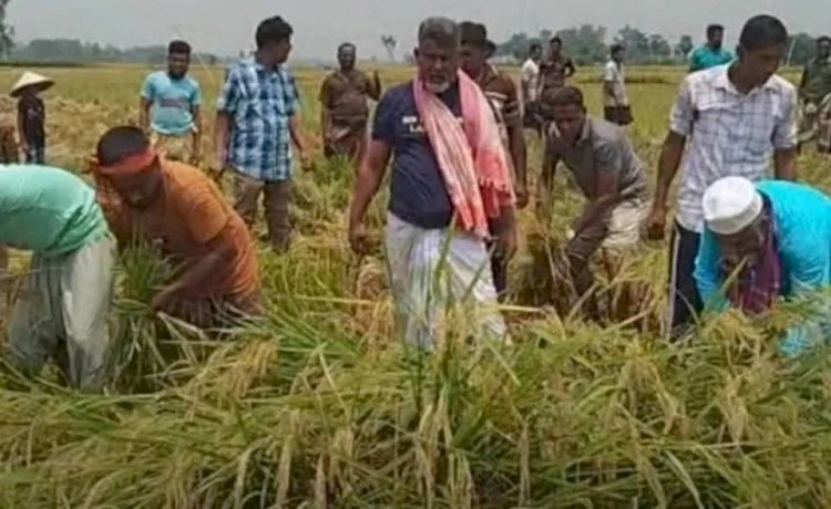 ৪৮ নওগাঁ-৩ আসনের এমপি ফজলে হুদা বাবুল কৃষকের পাকা ধান কেটে দিলেন