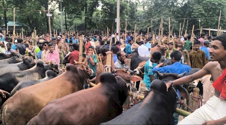 বুড়িচংয়ে   কুরবানির পশুর হাট জমে উঠেছে