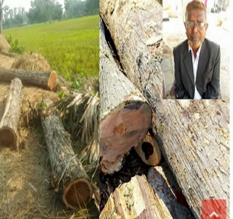 নওগাঁর মহাদেবপুর উপজেলার রসুলপুর সরকারি রাস্তার গাছ কেটে নেয়ার অভিযোগ বিএনপি নেতার বিরুদ্ধে