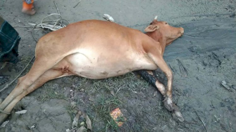 গলাচিপায় ভুল চিকিৎসার অভিযোগে প্রাণ গেল গাভিন গরুর, কান্নায় ভেঙে পড়লেন খামারি