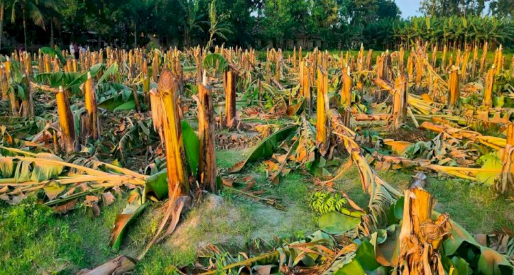 নওগাঁর মান্দা লক্ষ্মীরামপুর গ্রামে প্রকাশ্যে ৪ শতাধিক ফলন্ত  কলাগাছ কাটলেন প্রতিপক্ষরা