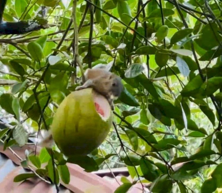 কাঠবিড়ালির জাম্বুরা খাওয়ার দৃশ্য মোবাইলবন্দি!