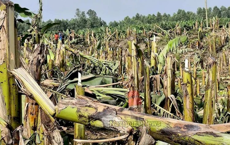 নওগাঁ পত্নীতলা কৃষ্ণপুর-গোপীনগরে ১৩ হাজার কলাগাছ কর্তনের অভিযোগ, ৩৫ লাখ টাকার ক্ষতি অভিযোগ