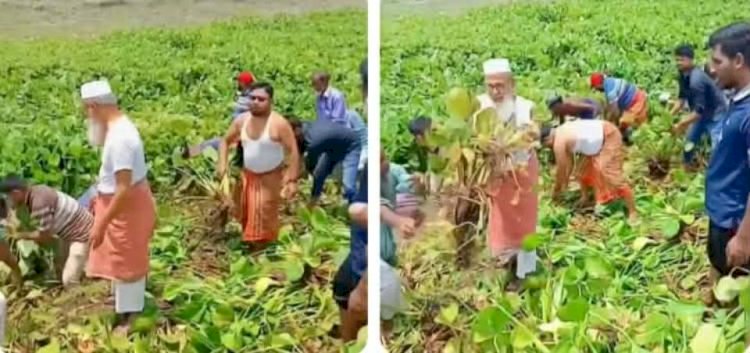 কেশবপুরে নিজহাতে কচুরিপানা অপসারণ  করলেন এমপি মোক্তার আলী