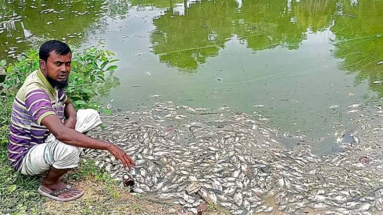 নওগাঁর পোরশায় রাতের অন্ধকারে  পুকুরে বিষ দিয়ে মাছ নিধন,প্রায় লক্ষাধিক টাকার ক্ষতি