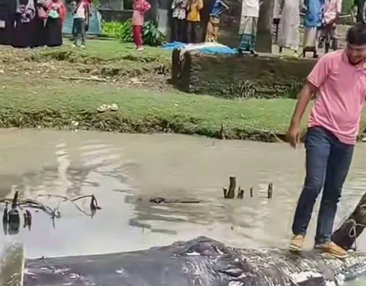 নদীতে ভেসে উঠল বিশাল আকারের তিমি