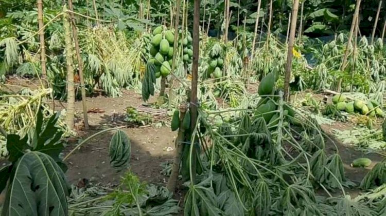 পীরগাছায় রাতের আঁধারে ৪১০ টি পেঁপে গাছ কেঁটে ফেলার অভিযোগ