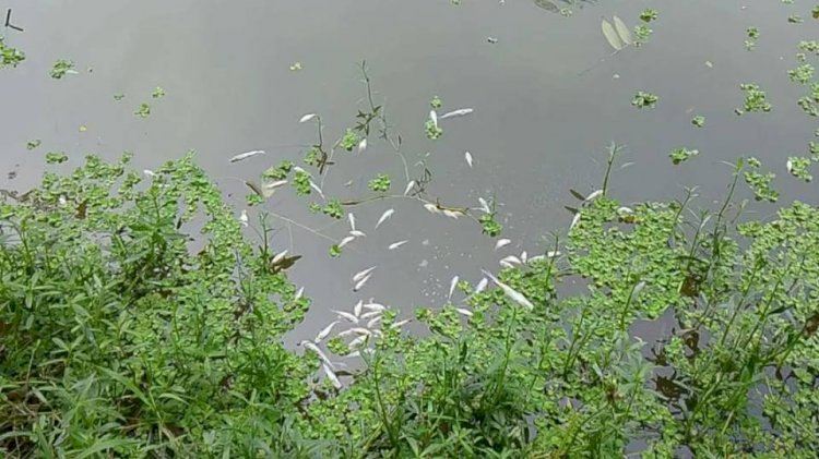 পীরগাছায় পুকুরে বিষাক্ত গ্যাস ট্যাবলেট, ১০ মণ মাছ নিধনের অভিযোগ