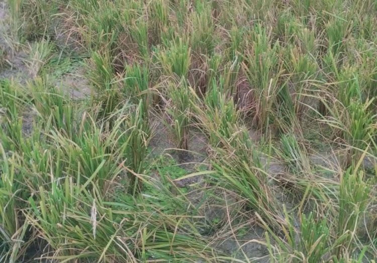 নওগাঁর মহাদেবপুর সিদ্দিকপুর মাঠে রাতের আঁধারে ৮ বিঘা জমির পাকা ধান কেটে নেওয়ার অভিযোগ