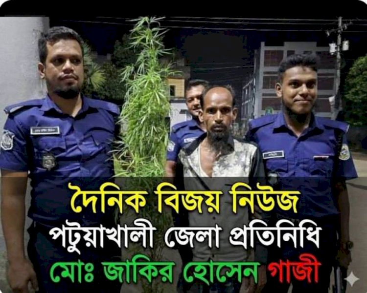 বাউফলে ৩টি গাঁজা গাছসহ একজনকে আটক করেছে পুলিশ