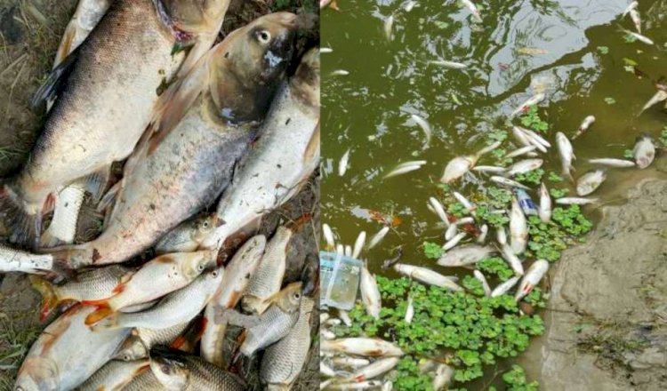 পীরগাছায় পুকুরে বিষাক্ত গ্যাস ট্যাবলেট,১৫ মণ মাছ নিধনের অভিযোগ