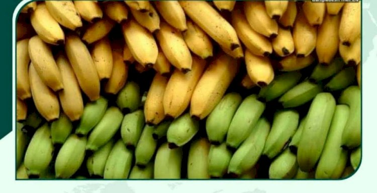 বুড়িচংয়ে  সহজলভ্য সাগর কলা: পুষ্টির উৎস, নাকি অদৃশ্য রাসায়নিক ঝুঁকি?