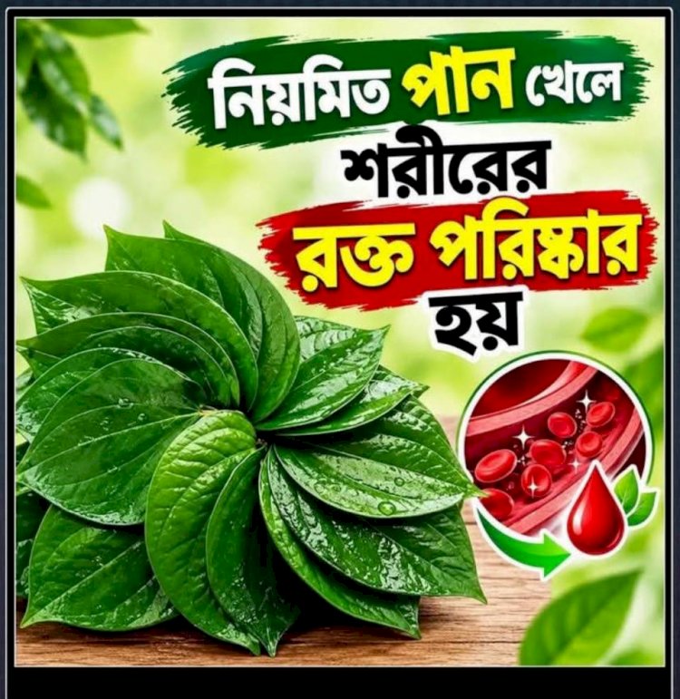 পান খেলে কি সত্যিই শরীরের রক্ত পরিষ্কার হয়? জানুন বাস্তব তথ্য