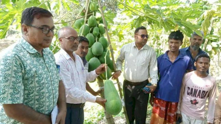 ভারতে পাথর ভাঙার কষ্ট ভুলে দেশে পেঁপে চাষে তিন যুবকের জয়যাত্রা