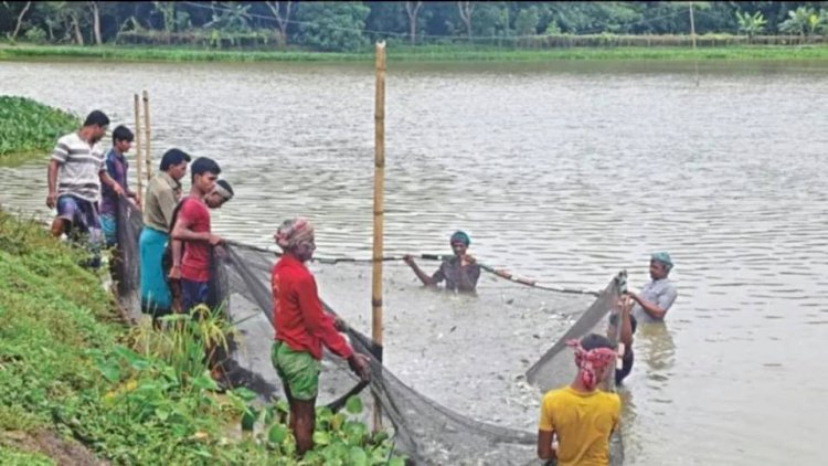 পাবনার সাদুল্লাপুর-চরতারাপুর কোল সংস্কার : পরিকল্পিত উন্নয়নে কৃষি, মৎস্য, পরিবেশ, পর্যটন ও কর্মসংস্থানের অপার সম্ভাবনা